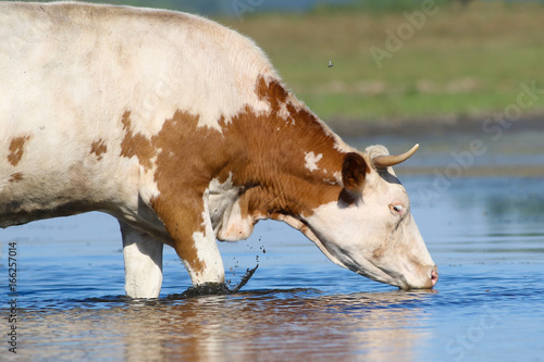 Cow drinking water on the watering place