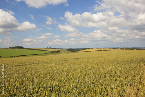 ripening wheat field