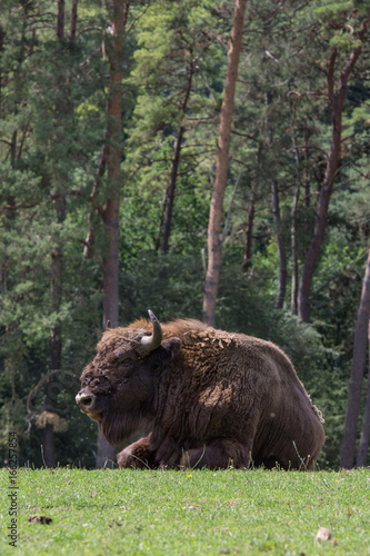 Bison d'Europe photo