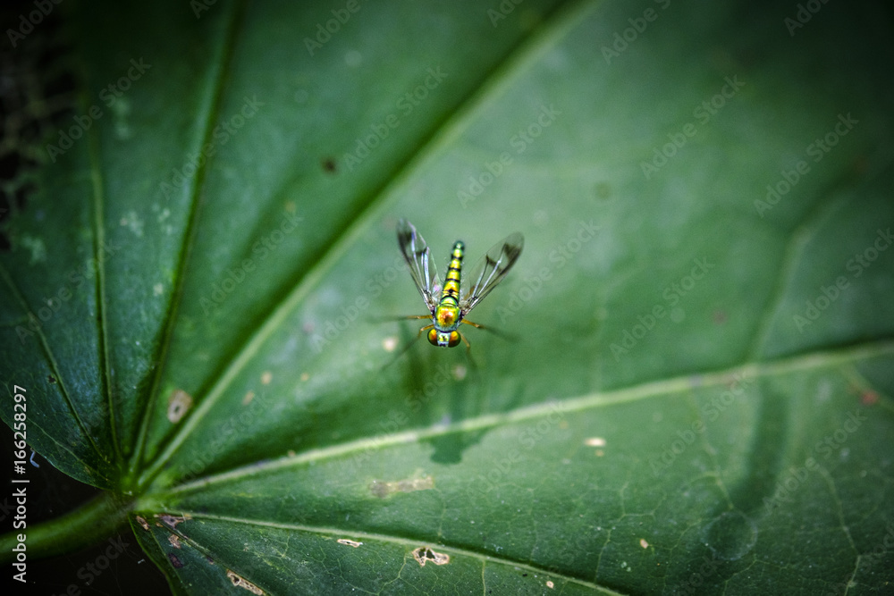 Fototapeta premium Tinny Fly on Leaf