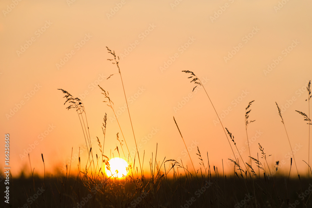Obraz premium Nature background. Sunset, the silhouette of the sun through meadow grass. Summer, autumn nature banner design