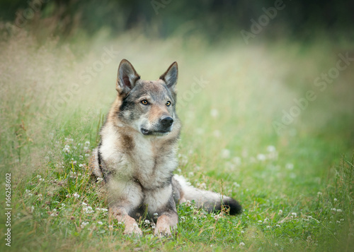 wolfdog laying on a grass with blurry background behind