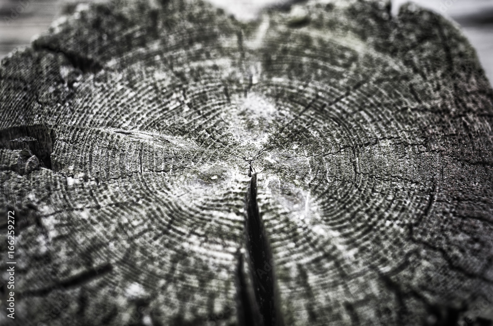 Close up wood texture. Old tree stump