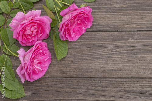 Pink roses on wooden background photo