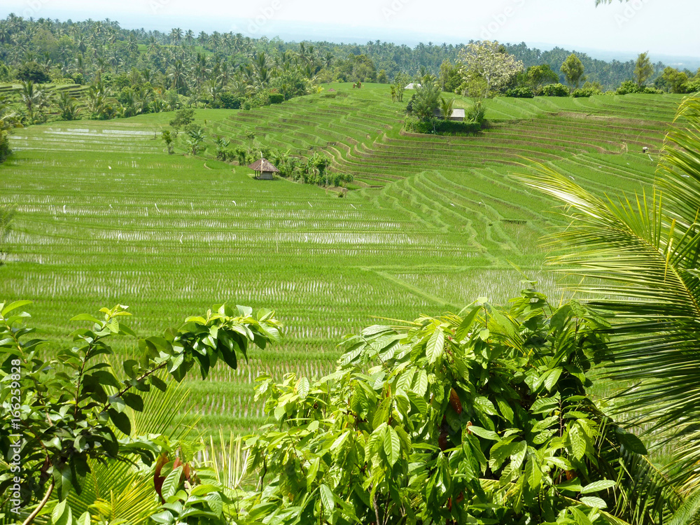 culture de riz en terrasse à Bali