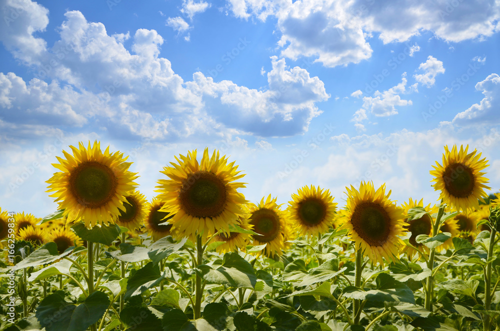 Sunflowers in a field against a blue sky. Summer Landscape Sunflowers in a field against a blue sky. Summer Landscape