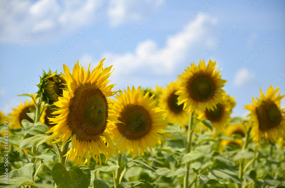 Sunflowers in a field against a blue sky. Summer Landscape Sunflowers in a field against a blue sky. Summer Landscape