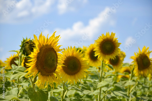 Sunflowers in a field against a blue sky. Summer Landscape