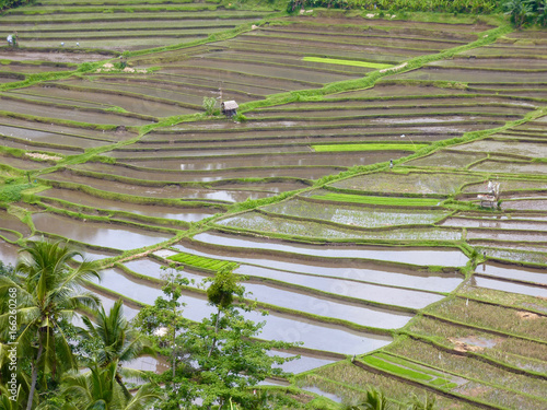 culture de riz en terrasse à Bali