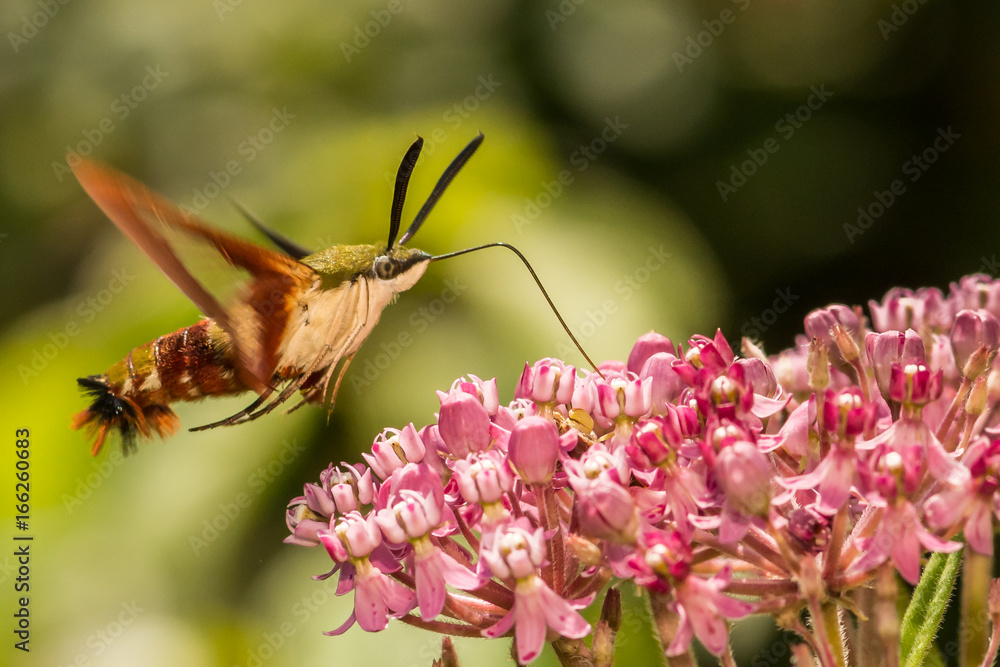 Obraz premium Hummingbird Clearwing Moth