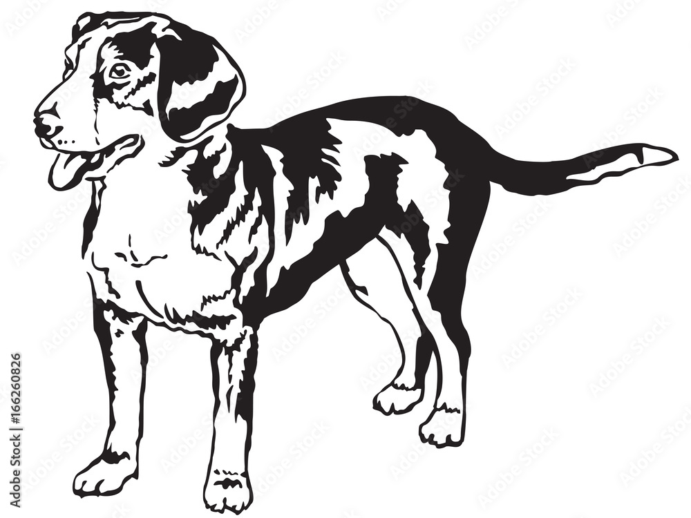 Decorative standing portrait of Entlebucher Mountain Dog vector illustration