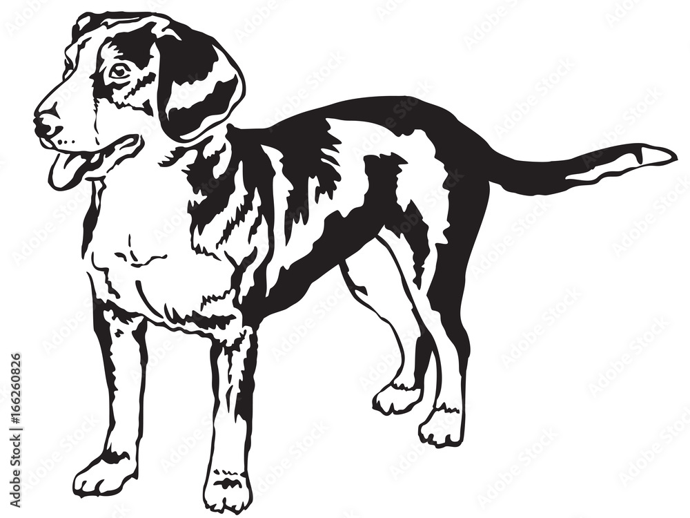 Decorative standing portrait of Entlebucher Mountain Dog vector illustration Decorative standing portrait of Entlebucher Mountain Dog vector illustration