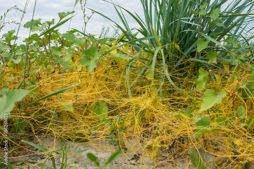 Photography Ragweed-Ambrosia artemisiifolia, allergy