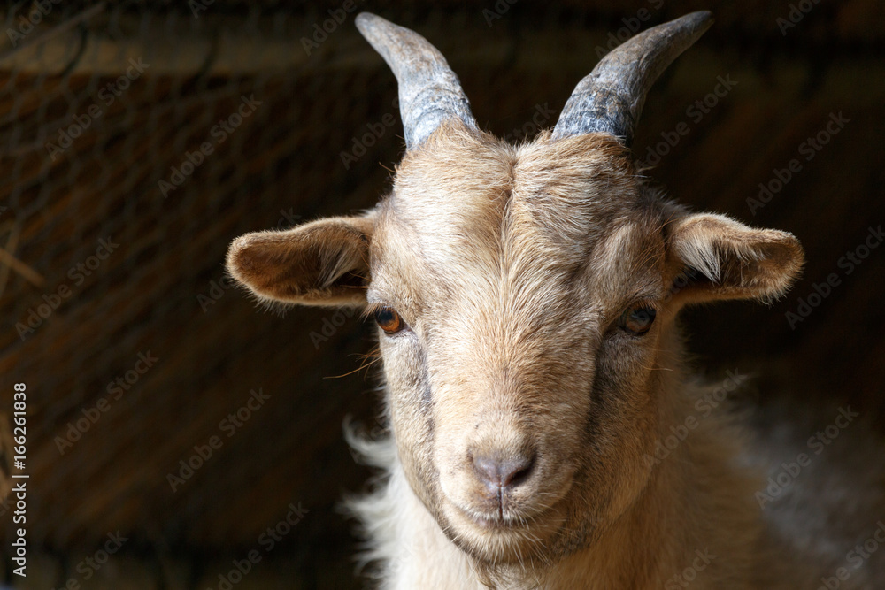 Goat standing and staring at you Goat standing and staring at you
