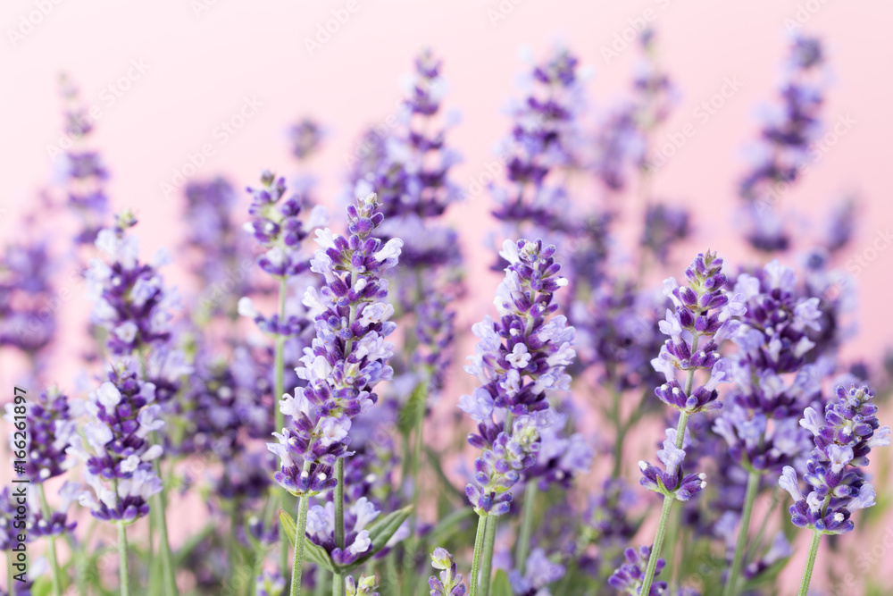 Obraz premium Lavender flowers.