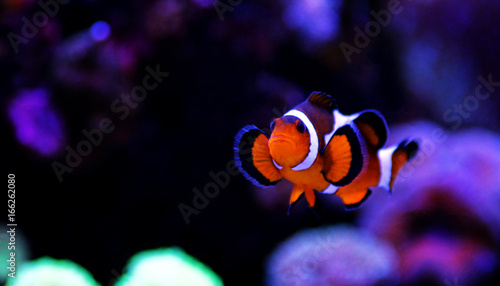 Popular fish in reef tank