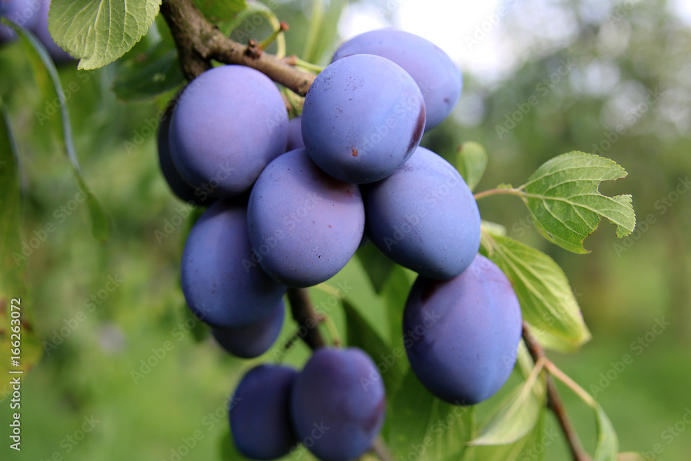 b-hler-zwetschgen-stock-foto-adobe-stock