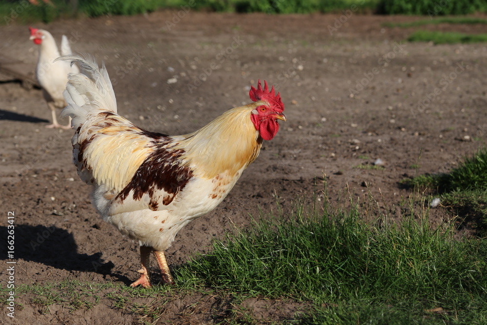 Fototapeta premium Hühner auf dem Hof