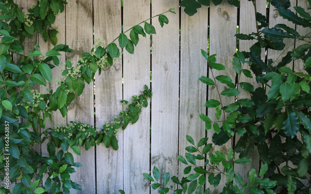 White Wash Fence with Ivy White Wash Fence with Ivy