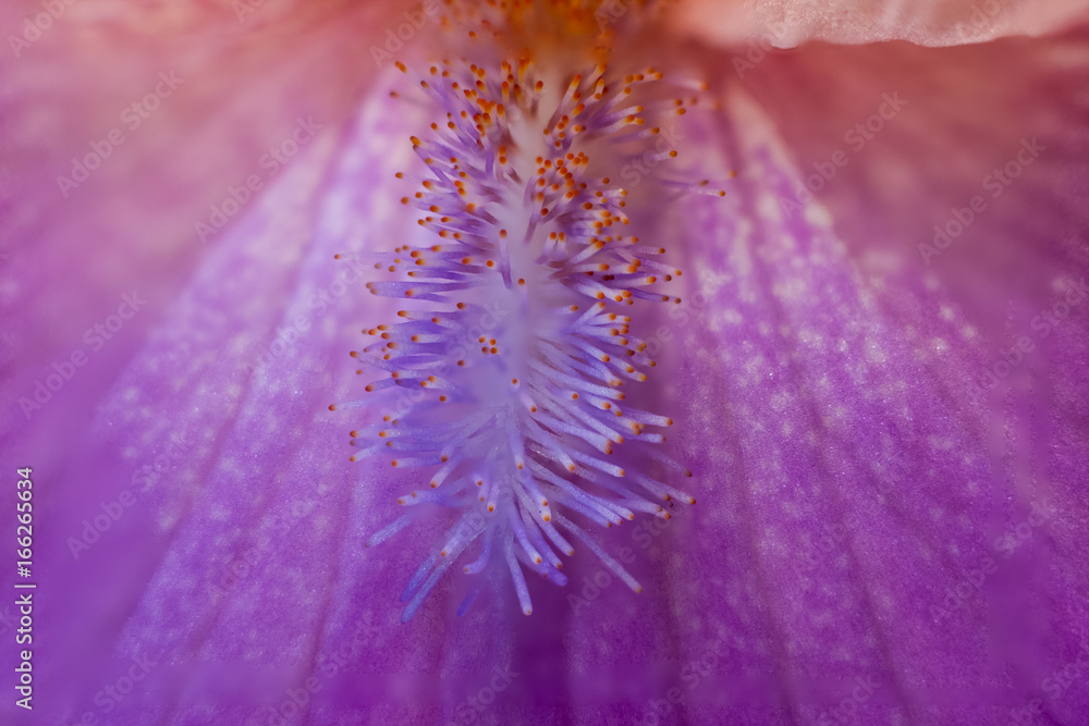 Obraz premium iris beard closeup