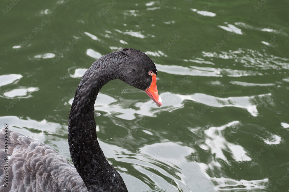 Naklejka premium Black swan close-up