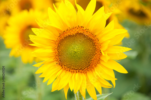 Sunflower bloom  close-up