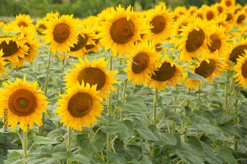 Fototapeta Naklejka Na Ścianę i Meble -  Yellow sunflowers on the field