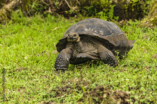 Galapagos Giant Turtle, Ecuador