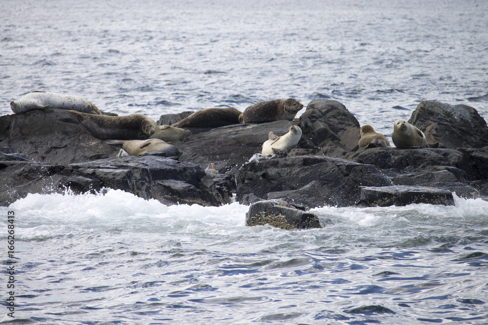 Fototapeta premium Sunbathing Seals on a Small Island off the Coast of Maine