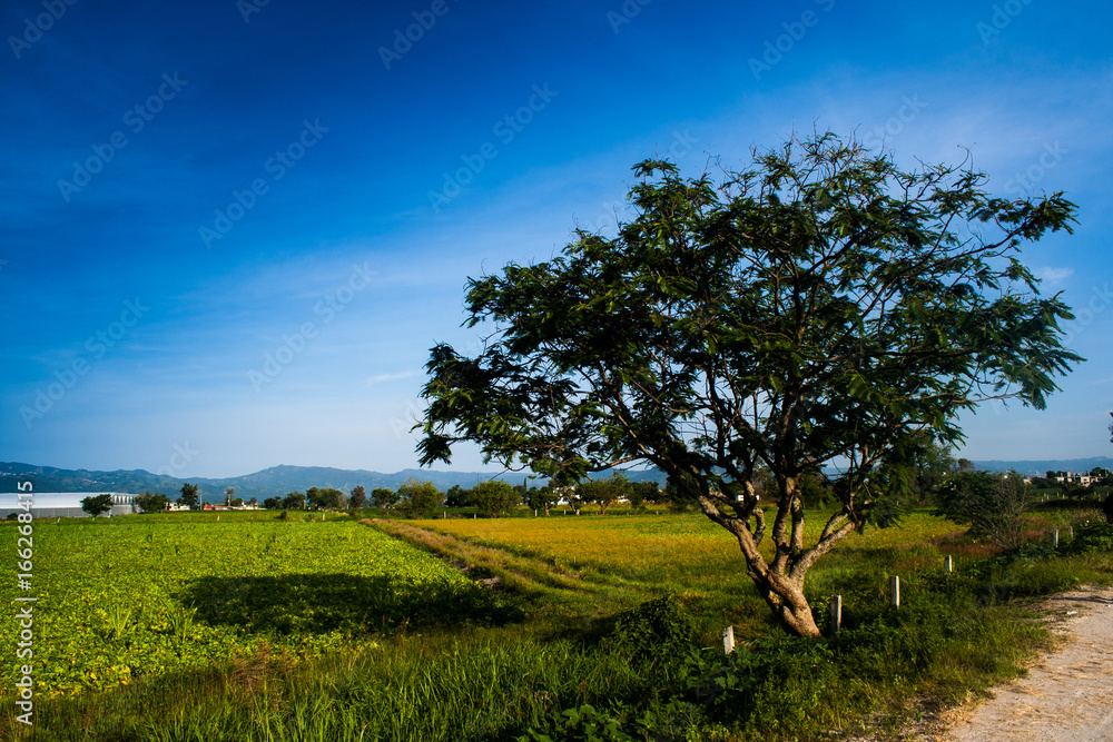 Fototapeta premium Árbol guardián 