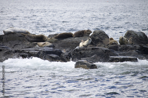 Sunbathing Seals on a Small Island off the Coast of Maine