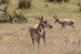 Pronghorn Antelope Doe