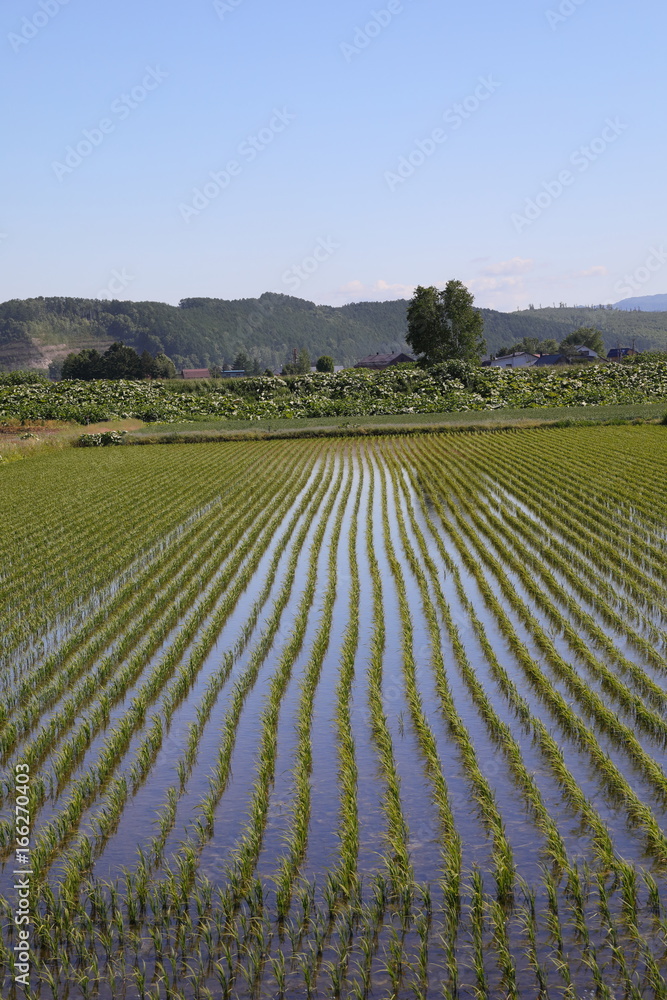 Landscape of Biei Hokkaido Japan