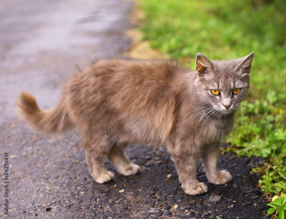 stray she cat close up photo on outdoor summer background stray she cat close up photo on outdoor summer background