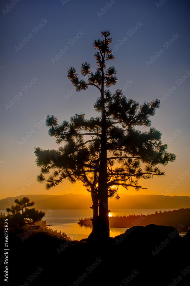 Tree Overlooking Emerald Bay at Sunrise