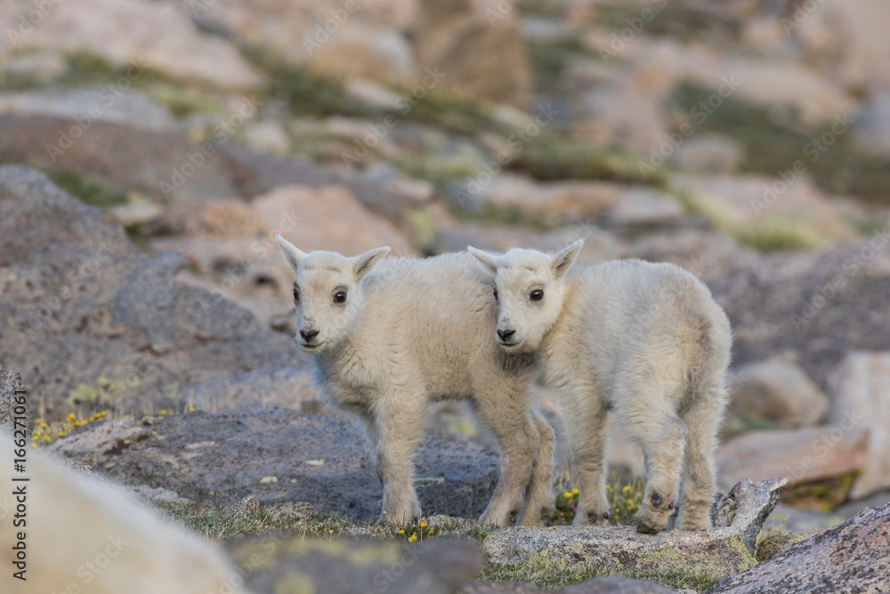 Obraz premium Cute Mountain Goat Kids