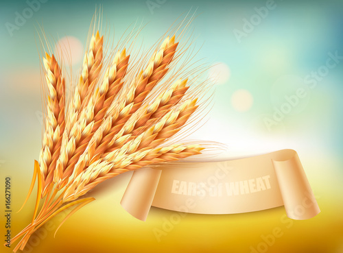 Ears of wheat. Vector illustration.