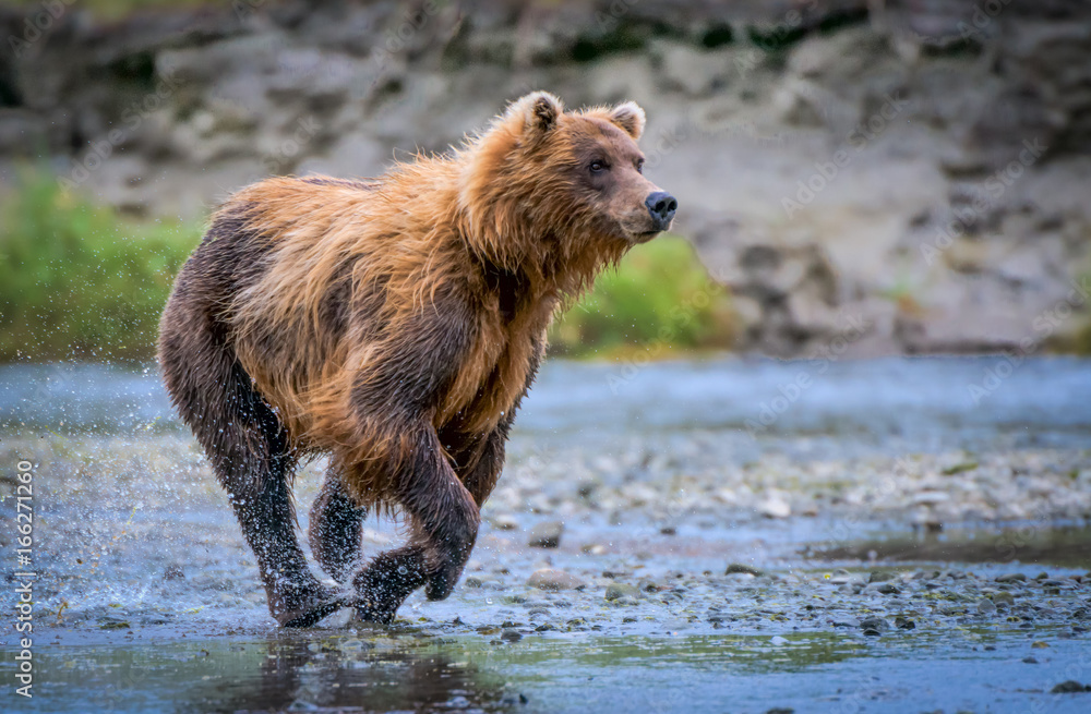 Fototapeta premium Grizzly bear chasing prey