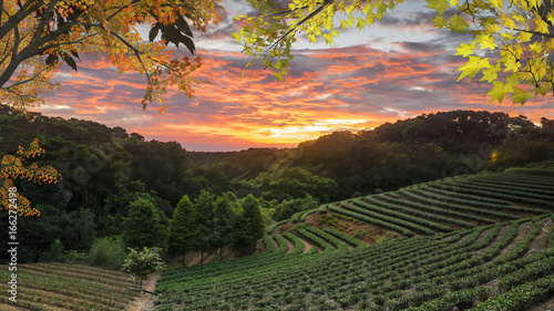 Photos tea garden sunset in the summer time with nice background view