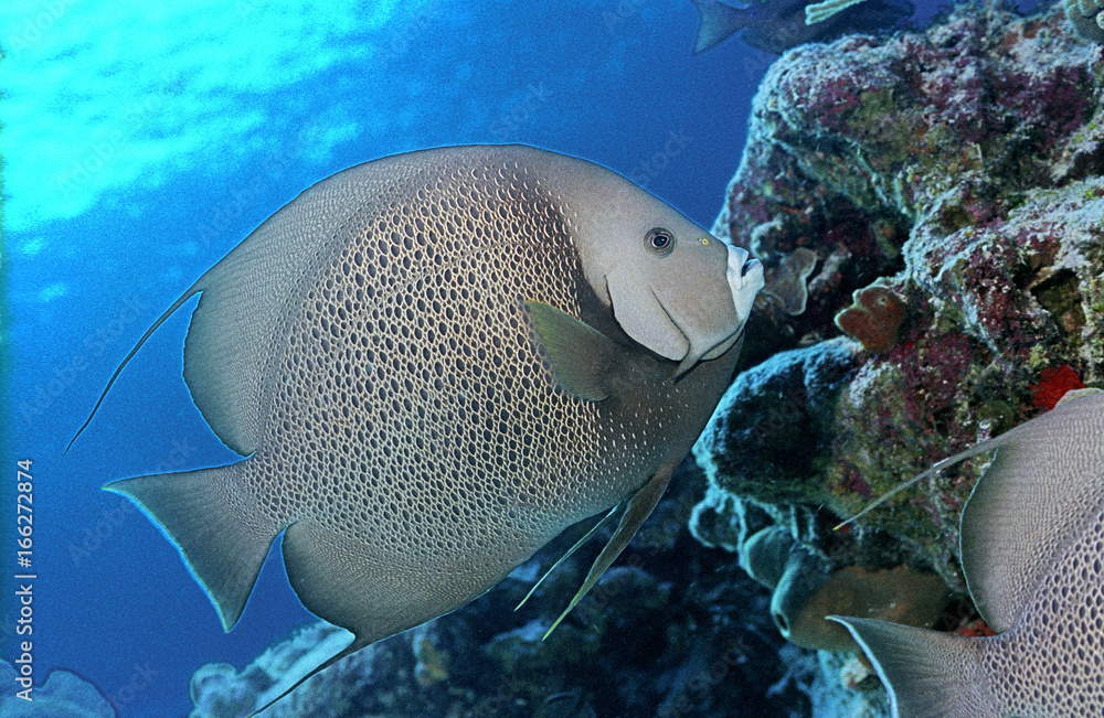 Fototapeta premium Gray Angel