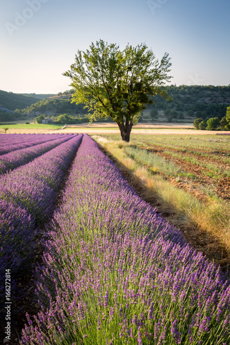 Lavender field and lonely tree near village of Banon, Provence, France