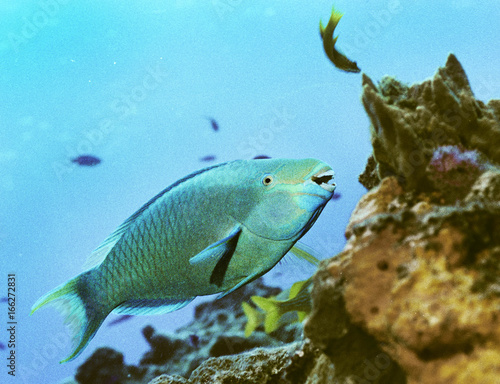 Fototapeta Naklejka Na Ścianę i Meble -  Feeding Parrotfish