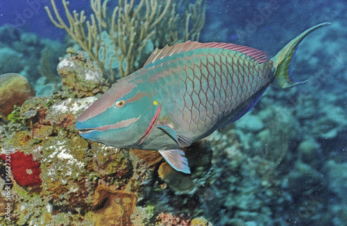 Male Stoplight Parrotfish