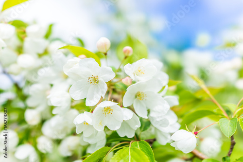 Macro closeup of many white cherry blossoms with green leaves showing detail and texture