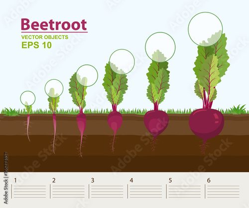 Vector illustration in flat style. Phases and stage of growth, development and productivity of beetroot in the garden. How grows beets step by step. Distance between plants. Infographic concept