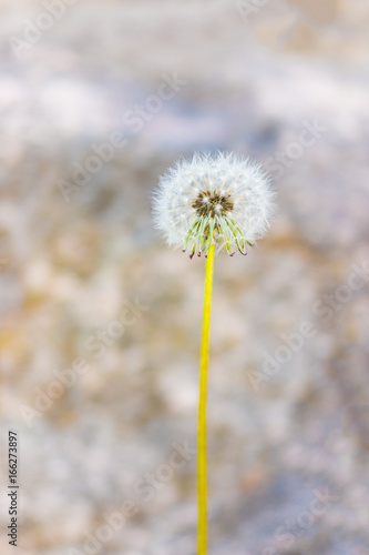 Macro closeup of white fluffy dandelion with seeds against rock background showing bokeh  detail and texture