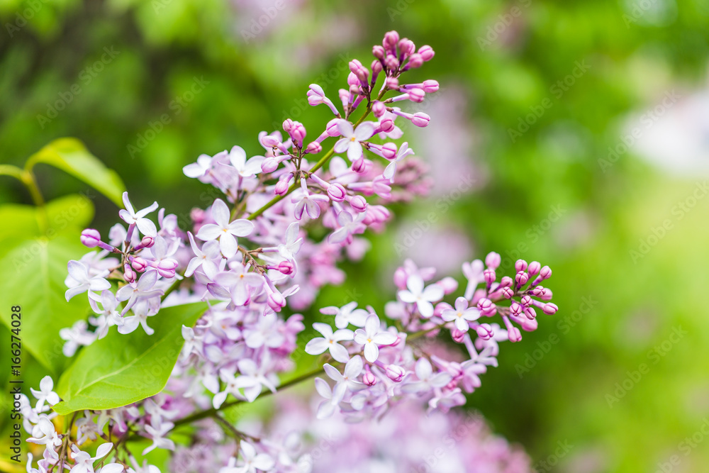 Macro closeup of purple lilac flowers with buds showing detail, texture and bokeh