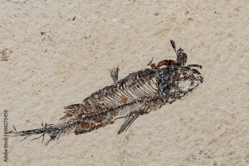 Macro shot of an ancient fish fossil preserved in limestone