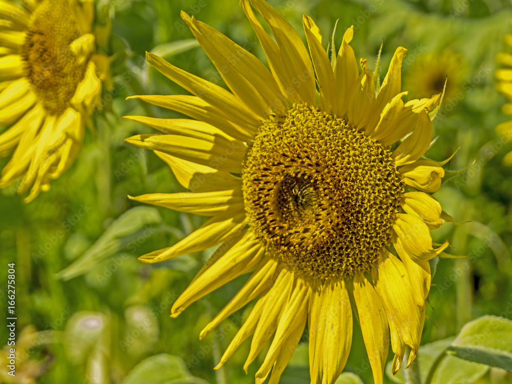 Close up Sunflower head with a green background. Close up Sunflower head with a green background.