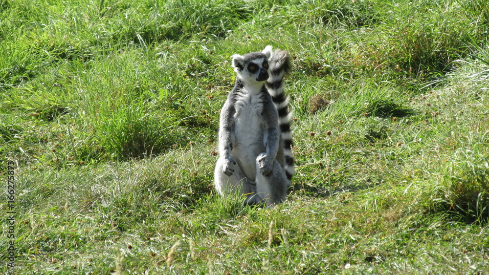 Lemur catta is striking a pose